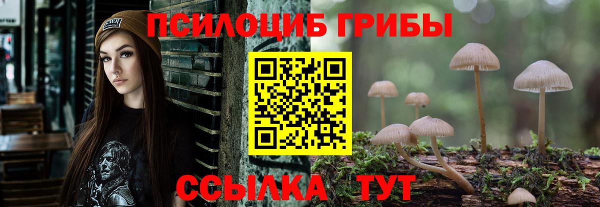 Вязьма  Псилоцибиновые грибы Psilocybe  Вход с VPN 